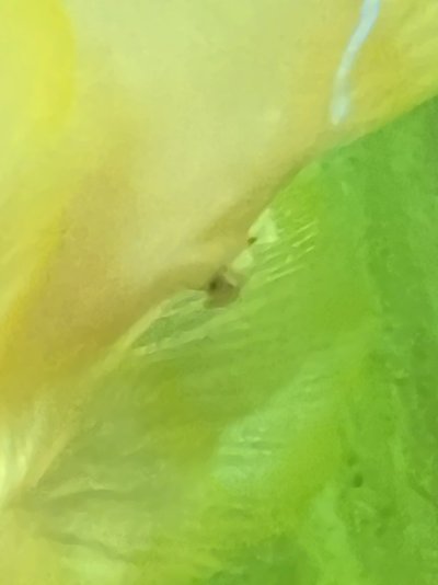 IMG_4090.jpeg