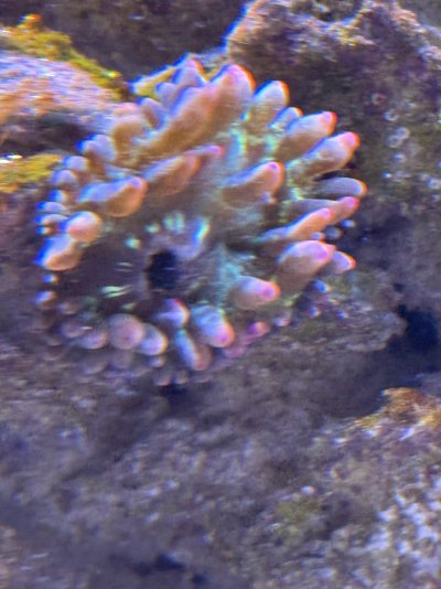 IMG_3729.jpeg