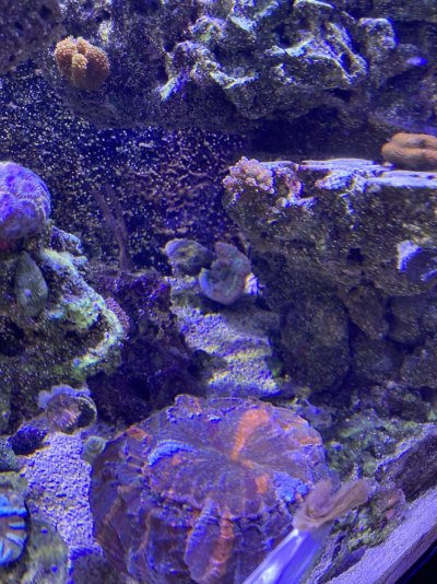 IMG_4898.jpeg
