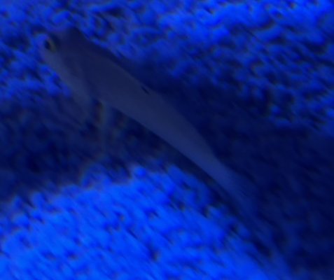 IMG_6667.jpeg