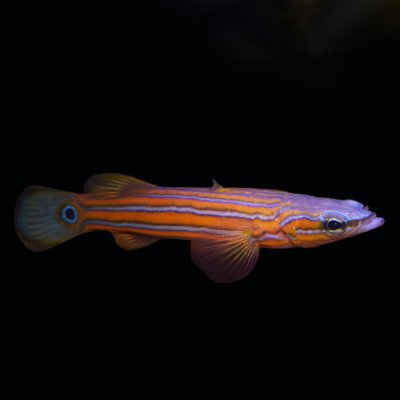 Flathead_Perch.jpg