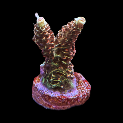 IMG_3715.png