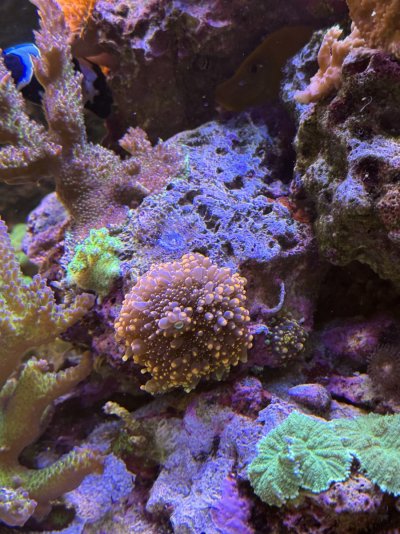 IMG_8790.jpeg