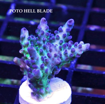 POTO HELL BLADE.JPG