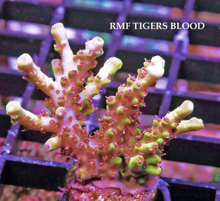 RMF TIGERS BLOOD JPG.JPG
