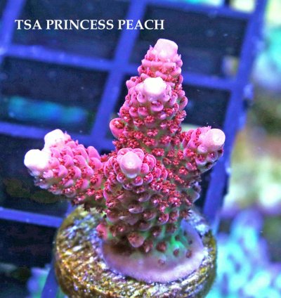 TSA PRINCESS PEACH.JPG