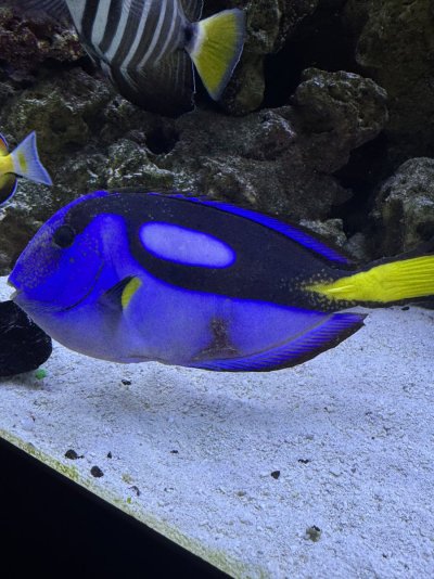 Bluetang Injured 1.jpeg
