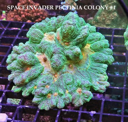 SPACE INVADER PECTINIA.JPG SPACE INVADER PECTINIA.JPG