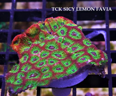 A TCK SPICY LEMON FAVIA.JPG A TCK SPICY LEMON FAVIA.JPG