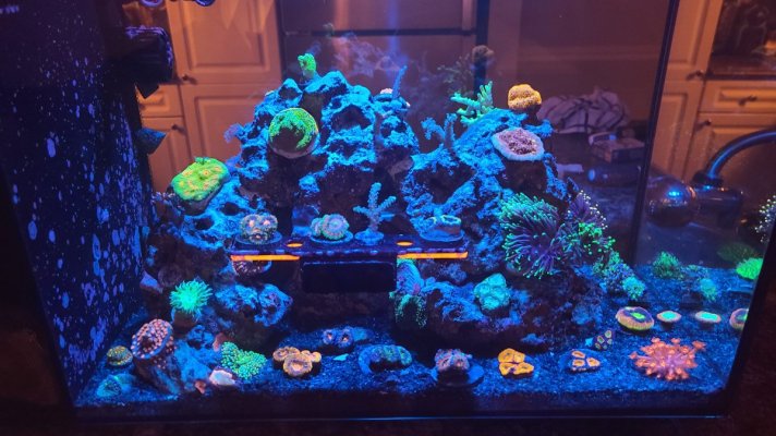 FLuval Evo (2).jpg