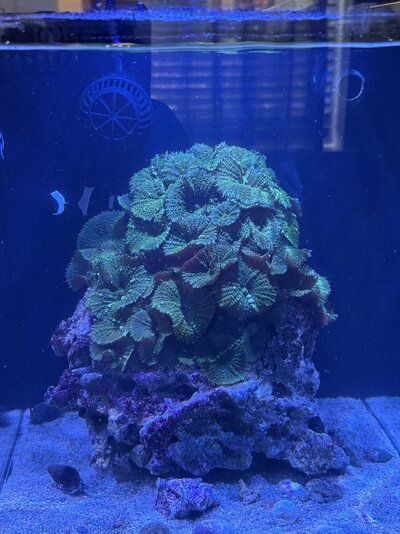 IMG_0209.jpeg