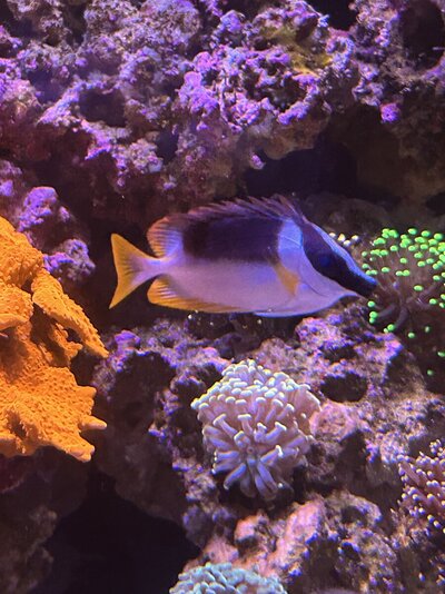 IMG_8701.jpeg