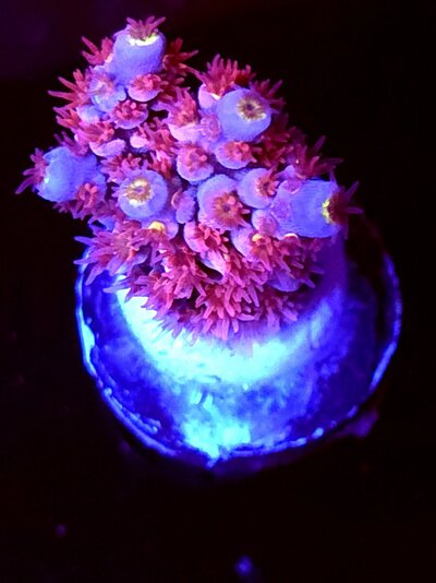 540 frag last (91).jpg
