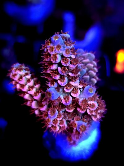 540 frag last (1).jpg
