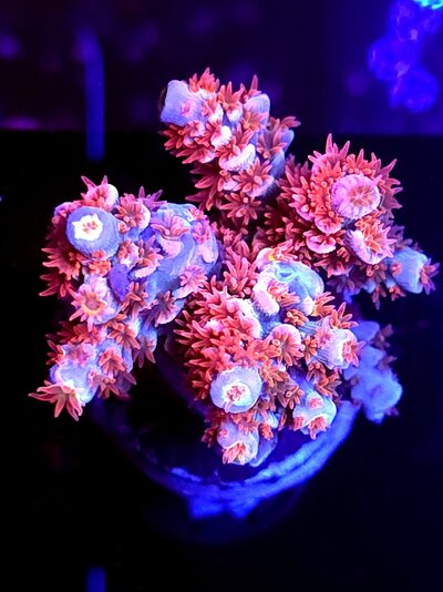 540 frag last (11).jpg