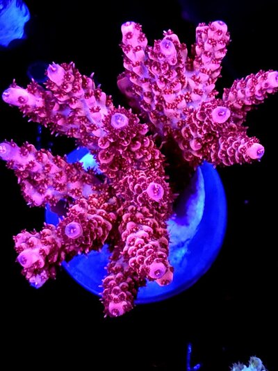 540 frag last (47).jpg