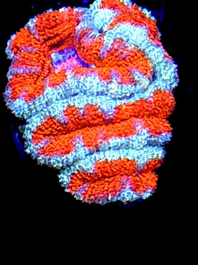 eletric last (14).jpg