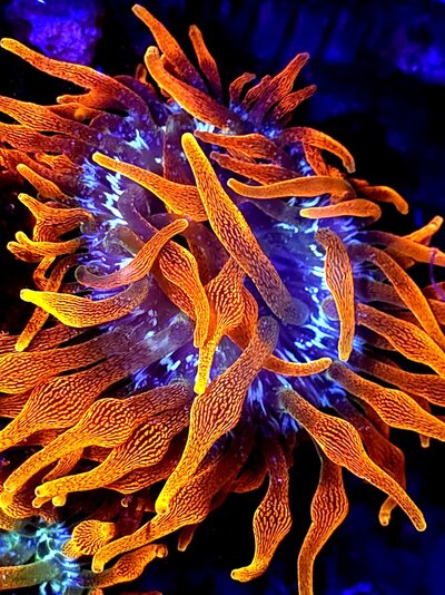 eletric last (79).jpg