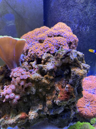 IMG_8550.jpeg
