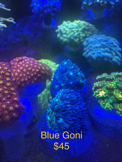 IMG_7161.jpeg