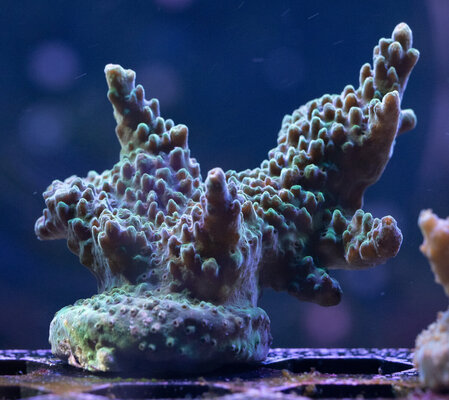 Coral-20250728-IMG_6234.jpg