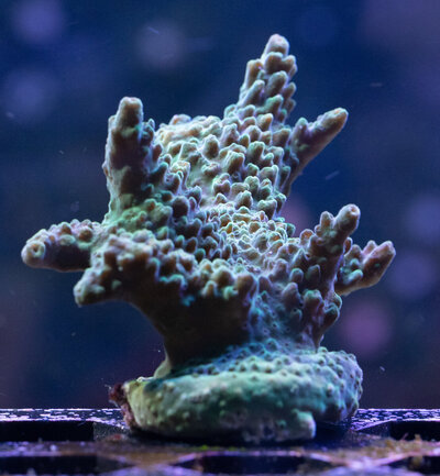 Coral-20250728-IMG_6233.jpg