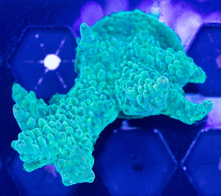 Coral-20250718-IMG_6181.jpg