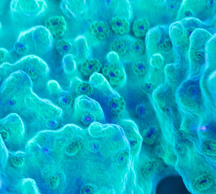 Coral2-20250723-IMG_6209.jpg