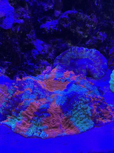 IMG_1442.jpeg