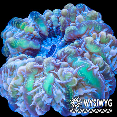 4038-wysiwyg.jpg