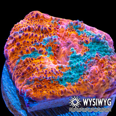4292-wysiwyg.jpg