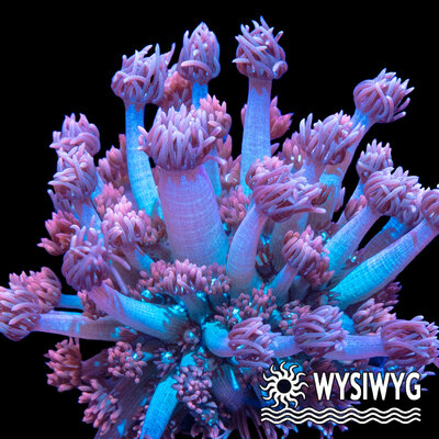 4369-wysiwyg.jpg