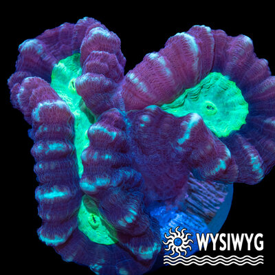 4586-wysiwyg.jpg