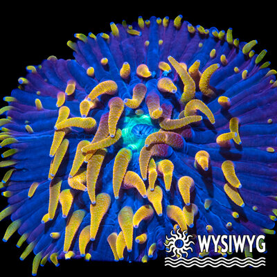 4597-wysiwyg.jpg