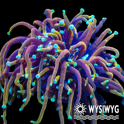 4614-wysiwyg.jpg