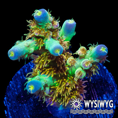 4728-wysiwyg.jpg
