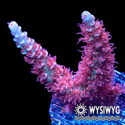 4731-wysiwyg.jpg