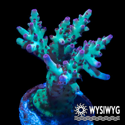 4746-wysiwyg.jpg