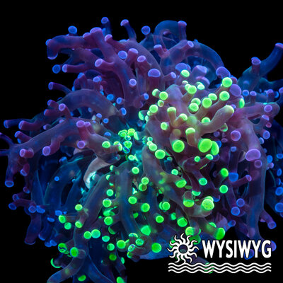 4776-wysiwyg.jpg