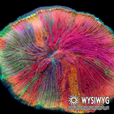 4882-wysiwyg.jpg