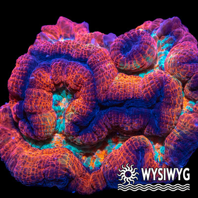 4896-wysiwyg.jpg