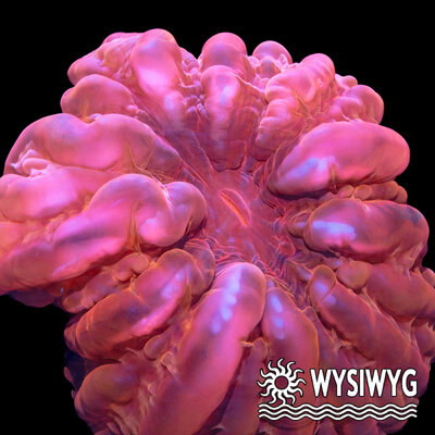 9942-wysiwyg.jpg