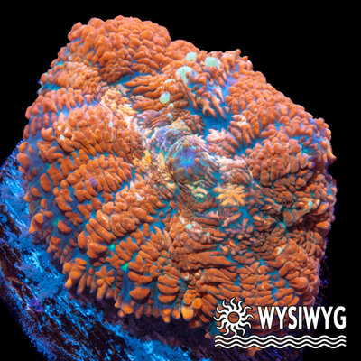 4528-wysiwyg.jpg