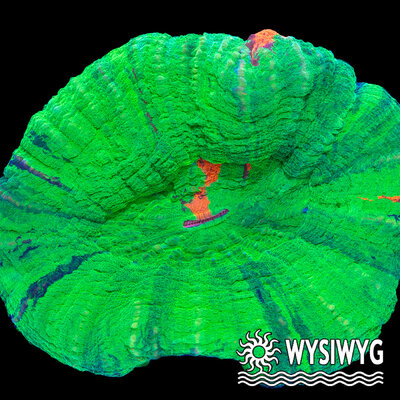 9354-wysiwyg.jpg