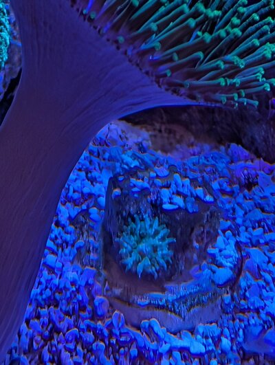 MysteryCoral6.jpg