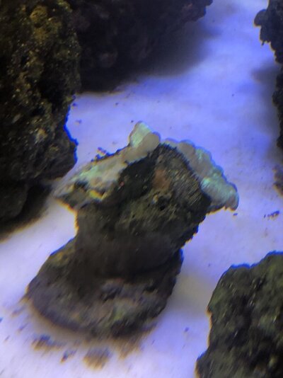 IMG_7084.jpeg