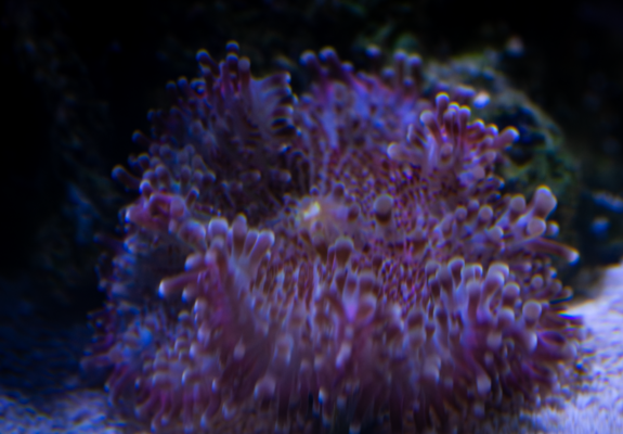 DSC04154-Enhanced-NR.png