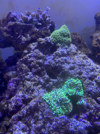 IMG_9207.jpeg
