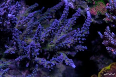 SPS Spotlight: Mistaken Identity – Acropora tortuosa and Its Imposters