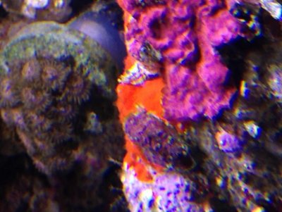 Orange Purple Coraline.jpg